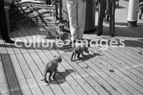 Seefahrt, junge Hunde an Bord