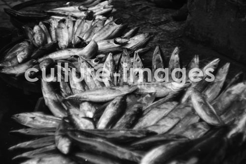 Fische,Türkei, Istanbul. Aus der Sammlung