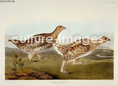 The Birds of America, Plate 382, Sharp-tailed Grous