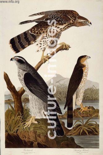 The Birds of America, Plate 141, Goshawk