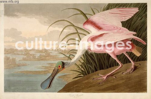 The Birds of America, Plate 321, Roseate Spoonbill