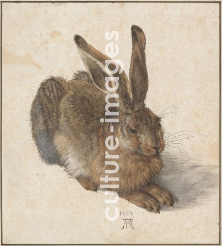 Albrecht Dürer, Feldhase