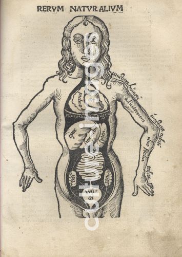 Gregor Reisch, Margarita Philosophica. Anatomie