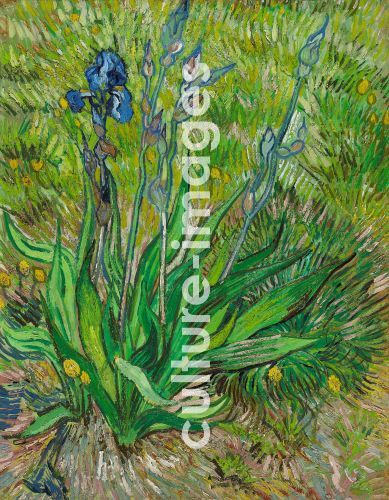 Vincent van Gogh, Gogh, Vincent, van (1853-1890), Iris, Öl auf Leinwand, Postimpressionismus, 1890, Holland, National Gallery of Canada.