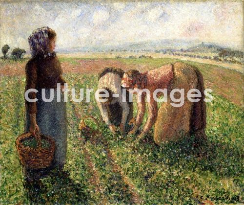 Camille Pissarro, Die Erbsenernte, Eragny