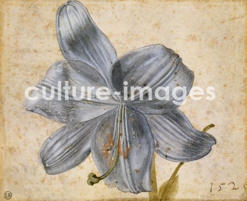 Albrecht Dürer, Studie einer Lilie