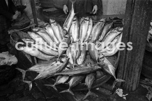 Türkei, Istanbul, Fische, Fischfang, tote