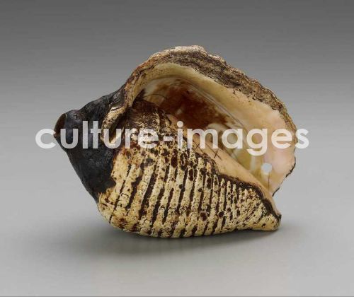 Shell trumpet (pututu)