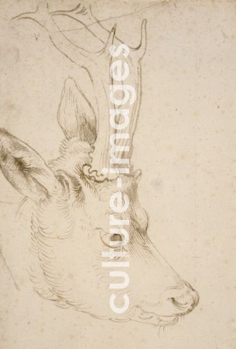 Albrecht Dürer, Head of a Roebuck