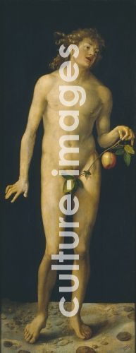 Albrecht Dürer, Adam