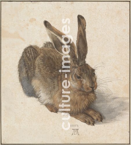 Albrecht Dürer, Hare