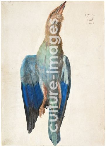 Albrecht Dürer, Dead Blue Roller