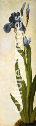 Albrecht Dürer, Iris troiana