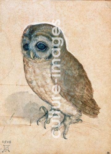 Albrecht Dürer, Little Owl
