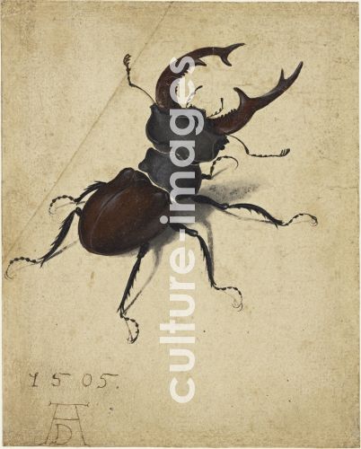 Albrecht Dürer, Stag Beetle