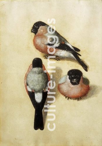 Albrecht Dürer, Bird in three positions