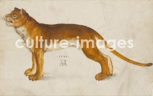 Albrecht Dürer, Lioness