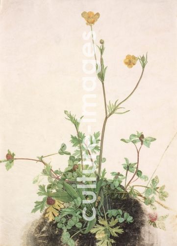 Albrecht Dürer, Buttercups, Red Clover and Plantain