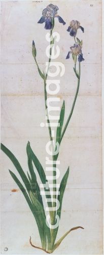 Albrecht Dürer, Iris germanica