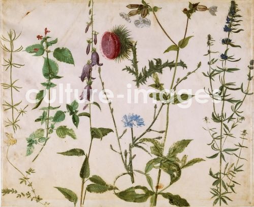 Albrecht Dürer, Eight Studies of Wild Flowers