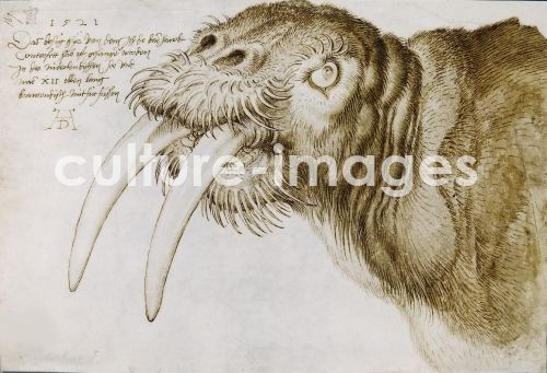Albrecht Dürer, Head of a Walrus