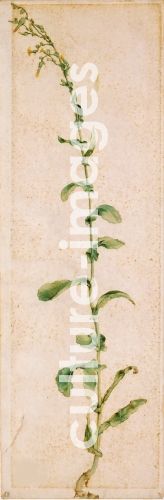 Albrecht Dürer, A Tobacco Plant