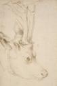 Albrecht Dürer, Head of a Roebuck