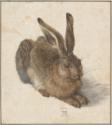 Albrecht Dürer, Hare
