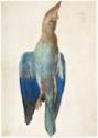 Albrecht Dürer, Dead Blue Roller