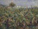 Pierre Auguste Renoir, Field of Banana Trees (Champ de bananiers)