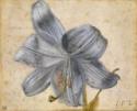 Albrecht Dürer, Study of a lily
