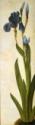 Albrecht Dürer, Iris troiana