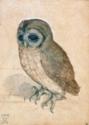 Albrecht Dürer, Little Owl