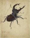 Albrecht Dürer, Stag Beetle
