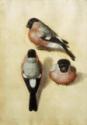 Albrecht Dürer, Bird in three positions