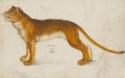 Albrecht Dürer, Lioness