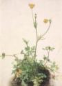 Albrecht Dürer, Buttercups, Red Clover and Plantain
