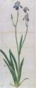 Albrecht Dürer, Iris germanica