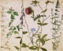 Albrecht Dürer, Eight Studies of Wild Flowers