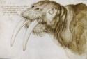 Albrecht Dürer, Head of a Walrus