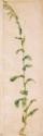 Albrecht Dürer, A Tobacco Plant